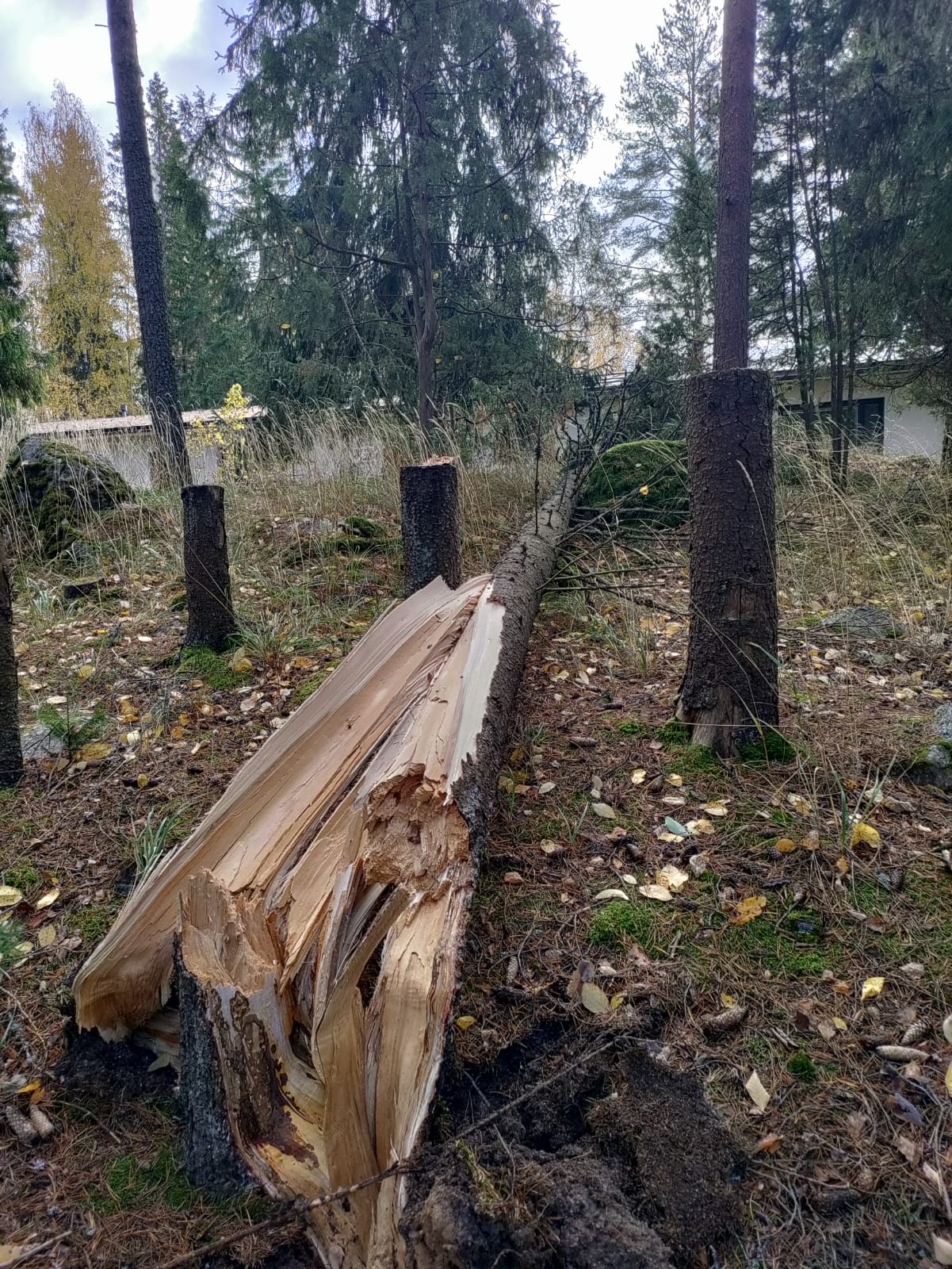 kaatunut puu