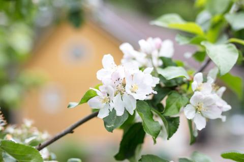 Asuminen kevät_kuva Päivi Ryhtä