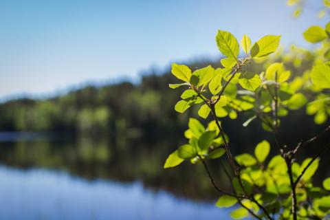 kevätvihreä_järvi_tammela_kanta-hämeen kuvapankki