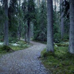 Kivituhkainen, leveä polku vanhassa kuusimetsässä